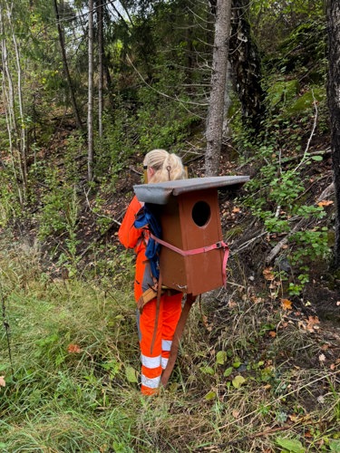 Medarbeider Eiffage bærer en uglakasse på ryggen